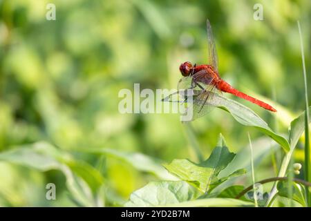 Eine wunderschöne rote Libelle, die auf der Spitze einer grünen Grasklinge in der Natur thront. Dies ist eine Aktivität von Insekten im Freien. Stockfoto