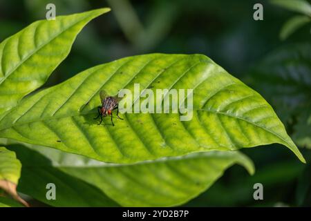 Eine gewöhnliche Fleischfliege, die in einem Nahaufnahme gefangen wurde, auf einem grünen Blatt im Freien. Ein Blick in das Insektenleben Stockfoto