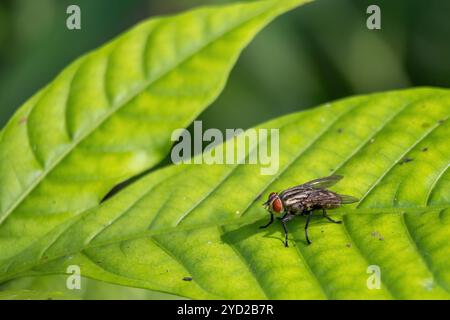 Eine Nahaufnahme einer Fleischfliege, eines gewöhnlichen Insekts, auf einem grünen Blatt in seiner natürlichen Umgebung. Stockfoto