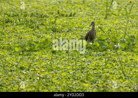 Ein Teichreiher oder Reisvogel sucht in einem Feuchtgebiet voller grüner, schwimmender Unkräuter nach Nahrung. Stockfoto