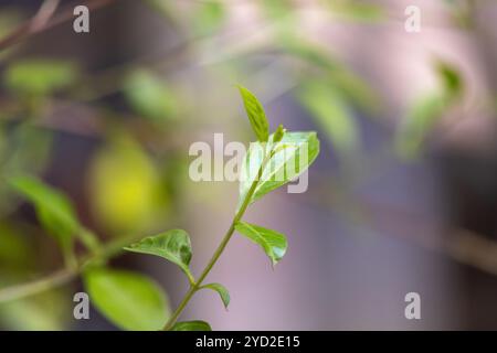 Henna-Baum Junges grünes Blatt Nahaufnahme. Sein wissenschaftlicher Name ist Lawsonia inermis, auch bekannt als hina, Mehendi-Baum, Mignonette-Baum oder ägyptischer Privet. Stockfoto