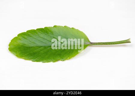 Grünes Blatt der Kalanchoe pinnata Pflanze, auch bekannt als Domglocken, Luftpflanze, Lebenspflanze, Wunderblatt oder Goethe Pflanze. Stockfoto