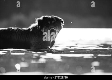 Ein ähnlicher Hund australischer Schäferhund spielt im Fluss Stockfoto