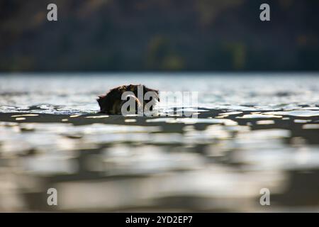 Ein ähnlicher Hund australischer Schäferhund spielt im Fluss Stockfoto