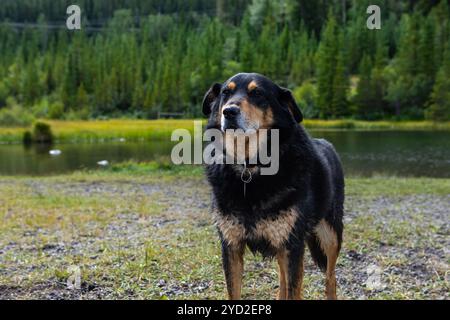 Schwarzer Hund der Berner Rasse Deutscher Hirte posiert Stockfoto