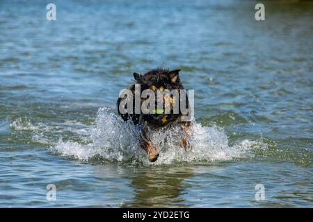 Schöne Hunderasse ähnlich der Australian Shepherd, der an das Wasser gerne spielen läuft die Spiele durch den Master geworfen zu bringen Stockfoto