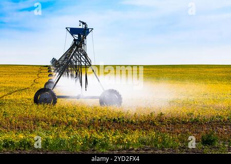 Feinen Wassernebel gesehen wird aus einem tragbaren pivot Bewässerungssystem auf Rädern, Anbau und Management in Alberta, Kanada. Mit Platz kopieren Stockfoto