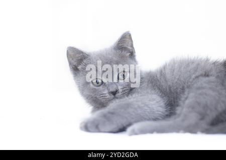 Ein graues Kätzchen liegt auf weißem Hintergrund. Süßes Kätzchen. Britische Katze. Hülle für ein Album oder Notebook. Stockfoto