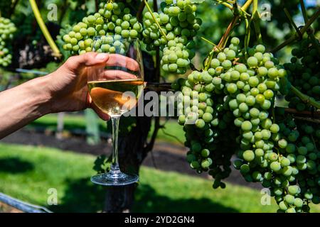 Ein Glas Weißwein gegen Weinreben Stockfoto