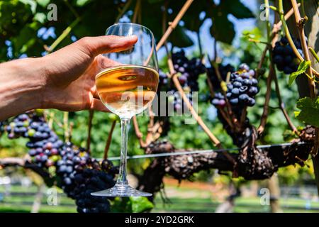 Ein Glas Weißwein gegen Weinreben Stockfoto