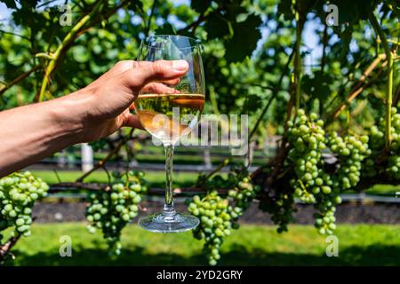 Ein Glas Weißwein gegen Weinreben Stockfoto