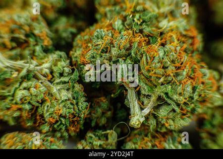Getrocknete Ganja, Cannabis Blütenknospen bereit zum Mahlen Stockfoto