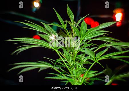 Marihuana-Pflanzen-Shooting im Innenbereich mit weihnachtslichtern Stockfoto