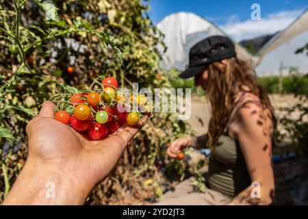 Eine Gruppe reifer, reifender und unreifer Kirschtomaten auf der Hand selektive Fokusansicht, eine kaukasische Frau, die Tomatenfrüchte im offenen Feldhintergrund pflückt Stockfoto