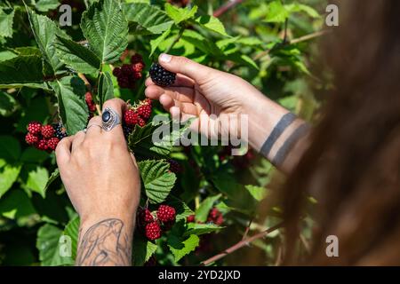 Du sammelst Brombeeren-Farm, Hände nah Stockfoto