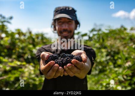 Glücklicher Mann hält reife Brombeerfrüchte Stockfoto