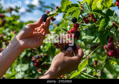 Du sammelst Brombeeren-Farm, Hände nah Stockfoto