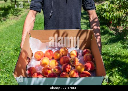 Nahaufnahme der Hände des Mannes, während er Kartonpackung voller frischer und reifer pflückter Pfirsichfrüchte in einem Bio-Bauernhof, Pfirsichen-Obstgarten, Hält Stockfoto