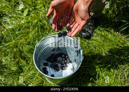 Frische reife Brombeeren Früchte pflücken in einem Metalleimer, Hände fleckten selektive Fokusansicht während der blackberry-ernte, U Sie wählen das Konzept des Bauernhofes Stockfoto