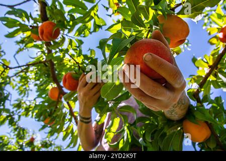 Der niedrige Winkel und die Nahansicht der Hand der Frau pflücken Früchte vom Boden des Baumzweigs und pflücken Früchte im Obstgarten in der Farm Stockfoto