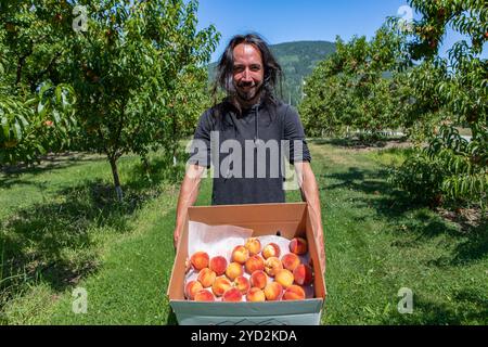 Glücklicher kaukasischer Mann mit langen Haaren in Pfirsichen Obstgarten. Er hält Kartonpackung voller frischer und reifer pflückter Pfirsichfrüchte, Okanagan Valley. Stockfoto