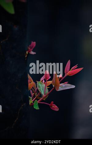 Ein verbrannter Baum sprießt aus seinem Baumstamm neues Wachstum Stockfoto