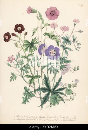 Blutroter Kranichschnabel, Geranium sanguineum, Wiesenkranesbill, Grielum grandiflorum, dunkler Kranichschnabel, Geranium Phaeum, Bergkranesbill, Geranium pyrenaicum, Taubenfußkranesbill, Geranium Molle, und Herb Robert, Geranium robertianum. Handkolorierte Lithographie von Henry Noel Humphreys nach einer botanischen Illustration von Jane Loudon aus ihrem Buch British Wild Flowers, William Smith, London, 1846. Stockfoto