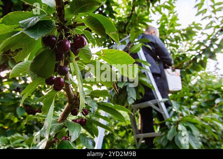 Ein Haufen süßer reifer Kirschen auf Baumzweig Stockfoto