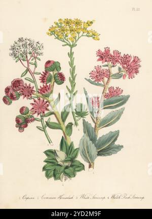 Orpine, Hylotelephium telephium, gemeiner Hausleek, Sempervivum tectorum, weißer Steinpilz, Sédum Album und walisischer Rock Stonecrop, Petrosedum forsterianum. Handkolorierte Lithographie von Henry Noel Humphreys nach einer botanischen Illustration von Jane Loudon aus ihrem Buch British Wild Flowers, William Smith, London, 1846. Stockfoto