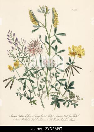 Gelber Melilot, Melilotus officinalis, Sternenkreuz oder Sternenklee, Trifolium stellatum, Vogelfuß-Trefoil, Lotus corniculatus, großer Vogelfuß-Trefoil, Lotus pedunculatus, luzern oder luzerne, Medicago sativa und Heart Medick or claver, Medicago arabica. Handkolorierte Lithographie von Henry Noel Humphreys nach einer botanischen Illustration von Jane Loudon aus ihrem Buch British Wild Flowers, William Smith, London, 1846. Stockfoto