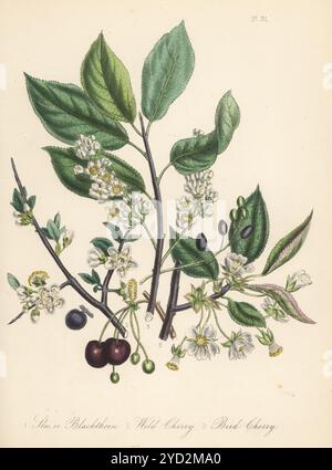 Scholle oder Schwarzdorn, Prunus spinosa, Wildkirsche, Prunus avium und Vogelkirsche, Prunus padus. Handkolorierte Lithographie von Henry Noel Humphreys nach einer botanischen Illustration von Jane Loudon aus ihrem Buch British Wild Flowers, William Smith, London, 1846. Stockfoto