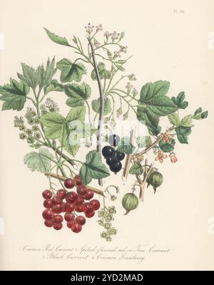 Johannisbeere, Ribes rubrum, Falsche Johannisbeere, Ribes spicatum, schwarze Johannisbeere, Ribes nigrum und Stachelbeere, Ribes uva-crispa var. Sativum. Handkolorierte Lithographie von Henry Noel Humphreys nach einer botanischen Illustration von Jane Loudon aus ihrem Buch British Wild Flowers, William Smith, London, 1846. Stockfoto