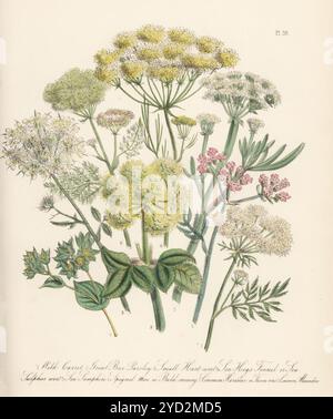 Wilde Karotte, Daucus carota, Petersilie, Turgenia latifolia, kleine johanniskraut, Tordylium officinale, Meerschweinfenchel, Peucedanum officinalis, Sea samphire, Crithmum maritimum, Spignet, Mea oder Glatzgeld, Meum athamanticum, Hasenohr, Bupleurum rotundiflorum, und alexanders, Smyrnium olusatrum. Handkolorierte Lithographie von Henry Noel Humphreys nach einer botanischen Illustration von Jane Loudon aus ihrem Buch British Wild Flowers, William Smith, London, 1846. Stockfoto