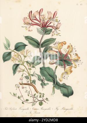 Blassperfoliate Geißblatt, Lonicera caprifolium, Geißblatt oder woodbine, Lonicera periclymenum, Fliegengeißblatt, Lonicera xylosteum und Linnaea oder Zwillinge, Linnaea borealis. Handkolorierte Lithographie von Henry Noel Humphreys nach einer botanischen Illustration von Jane Loudon aus ihrem Buch British Wild Flowers, William Smith, London, 1846. Stockfoto