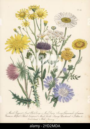 Marsh-Ragkraut, Senecio aquaticus, weißes Ochsenauge, Chrysanthemum leucanthemum, Ochsenaugenkamille, Anthemis tinctoria, Schafgarbe, Achillea millefolium, schwarzer Knapweed, Centaurea nigra, moschusdistel, Carduus-Nutans, Orangenkraut, Hieracium aurantiacum, gelber Ziegenbart, Tragopogon pratensis und Wild Succory, Cichorium intybus. Handkolorierte Lithographie von Henry Noel Humphreys nach einer botanischen Illustration von Jane Loudon aus ihrem Buch British Wild Flowers, William Smith, London, 1846. Stockfoto