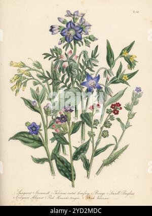 Lungenkraut, Pulmonaria officinalis, Gromwell, Lithospermum officinale, Beinwell mit tuberösen Wurzeln, Symphytum tuberosum, Borage, Borago officinalis, kleiner Bugloss, Lycopsis arvensis, immergrüne Alkanet, Anchusa sempervirens, Rothundezunge, Cynoglossum officinale und griechischer Baldrian, Polemonium caeruleum. Handkolorierte Lithographie von Henry Noel Humphreys nach einer botanischen Illustration von Jane Loudon aus ihrem Buch British Wild Flowers, William Smith, London, 1846. Stockfoto