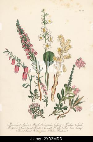 Procumbent Azalea, Azalea procumbens, Marsch andromeda, Andromeda polifolia, Heidekraut, Calluna vulgaris, irische Menziesia, Menziesia polifolia, Kreuzblättrige Heide, Erica tetralix, Cornish Heath, Erica vagans, rote Bärenbeere, Arctostaphylos uva-ursi, rundblättriges Wintergrün, Pyrola rotundifolia und gelbes Vogelnest, Monotropa hypopitys. Handkolorierte Lithographie von Henry Noel Humphreys nach einer botanischen Illustration von Jane Loudon aus ihrem Buch British Wild Flowers, William Smith, London, 1846. Stockfoto