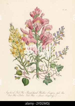 Efeublättriger Krötenflachs, Cymbalaria muralis, Rundblättrige fluellen, Kickxia spuria, kriechender blassblauer Krötenflachs, Linaria repens, gelber Krötenflachs, Linaria vulgaris und großer snapdragon. Antirrhinum majus. Handkolorierte Lithographie von Henry Noel Humphreys nach einer botanischen Illustration von Jane Loudon aus ihrem Buch British Wild Flowers, William Smith, London, 1846. Stockfoto