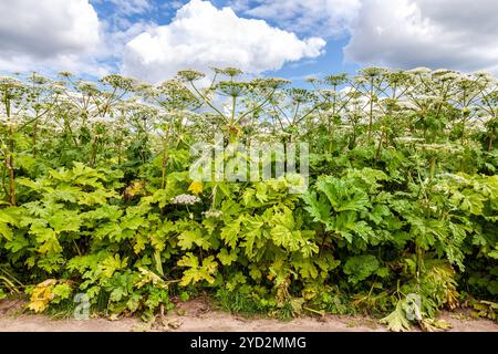 Kuh Pastinake oder toxische Bärenklau im sonnigen Sommertag Stockfoto