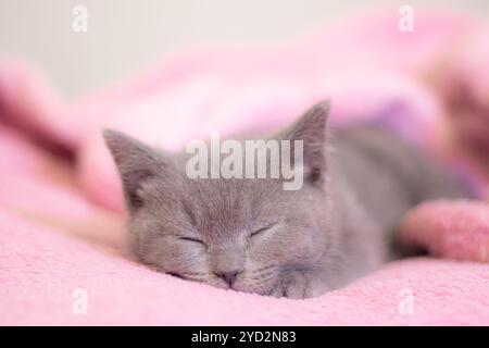 Ein britisches Kätzchen schläft auf einer rosa Decke. Süßes Kätzchen. Magazineinband. Haustier. Graues Kätzchen. Ruhe. Stockfoto