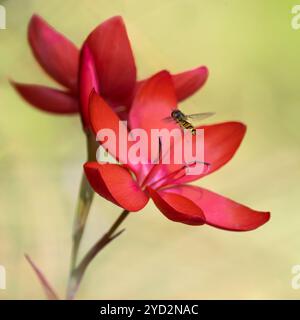 Marmelade Hoverfly (Episyrphus balteatus) auf Karmesinfahne Lilie (Hesperantha coccinea) Blüten Stockfoto