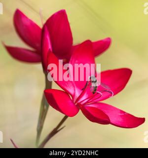 Marmelade Hoverfly (Episyrphus balteatus) auf Karmesinfahne Lilie (Hesperantha coccinea) Blüten Stockfoto