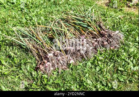 Frisch geerntete Knoblauchzwiebeln trocknen auf grünem Gras Stockfoto