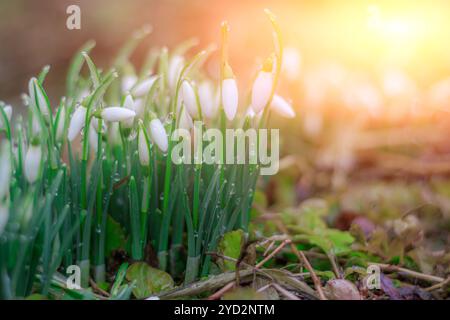 Schneeglöckchen. Erste Frühlingsblumen. Blumenhintergrund. Blitz im Foto. Wassertropfen Stockfoto