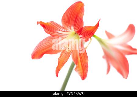 Hippeastrum rote Blume. Isolierte Blume auf weißem Hintergrund. Heimblume. Schöne Pflanze. Stockfoto