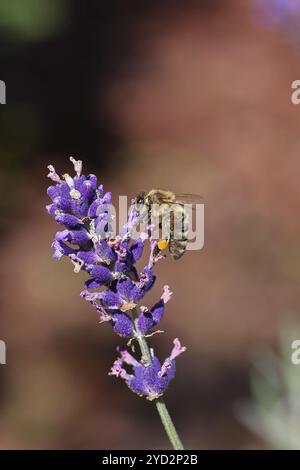 Europäische Honigbiene (APIs mellifera), Nektar aus einer Lavendelblume (Lavandula angustifolia), Nahaufnahme, Makrofoto, Wilnsdorf, Nort Stockfoto