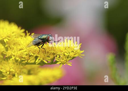 Gemeinsame grüne Flaschenfliege (Lucilia caesar) auf einer gelben Blume der Solidago canadensis (Solidago canadensis), Makrofoto, Nahaufnahme, Wilnsdorf, N Stockfoto