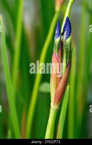 Zwei Knospen einer lila Iris wachsen nebeneinander Stockfoto