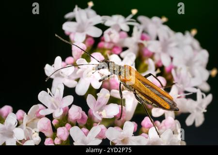 Oedemera femorata - falscher Blasenkäfer - Fütterungsweibchen an Blüten des Valerian Stockfoto