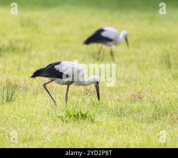 Weißstörche (Ciconia ciconia), die sich am frühen Morgen auf einer Wiese ernähren, Tau-Perlen auf dem Gras, Niedersachsen, Deutschland, Europa Stockfoto